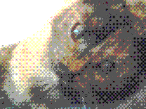 dithered photo of my cat