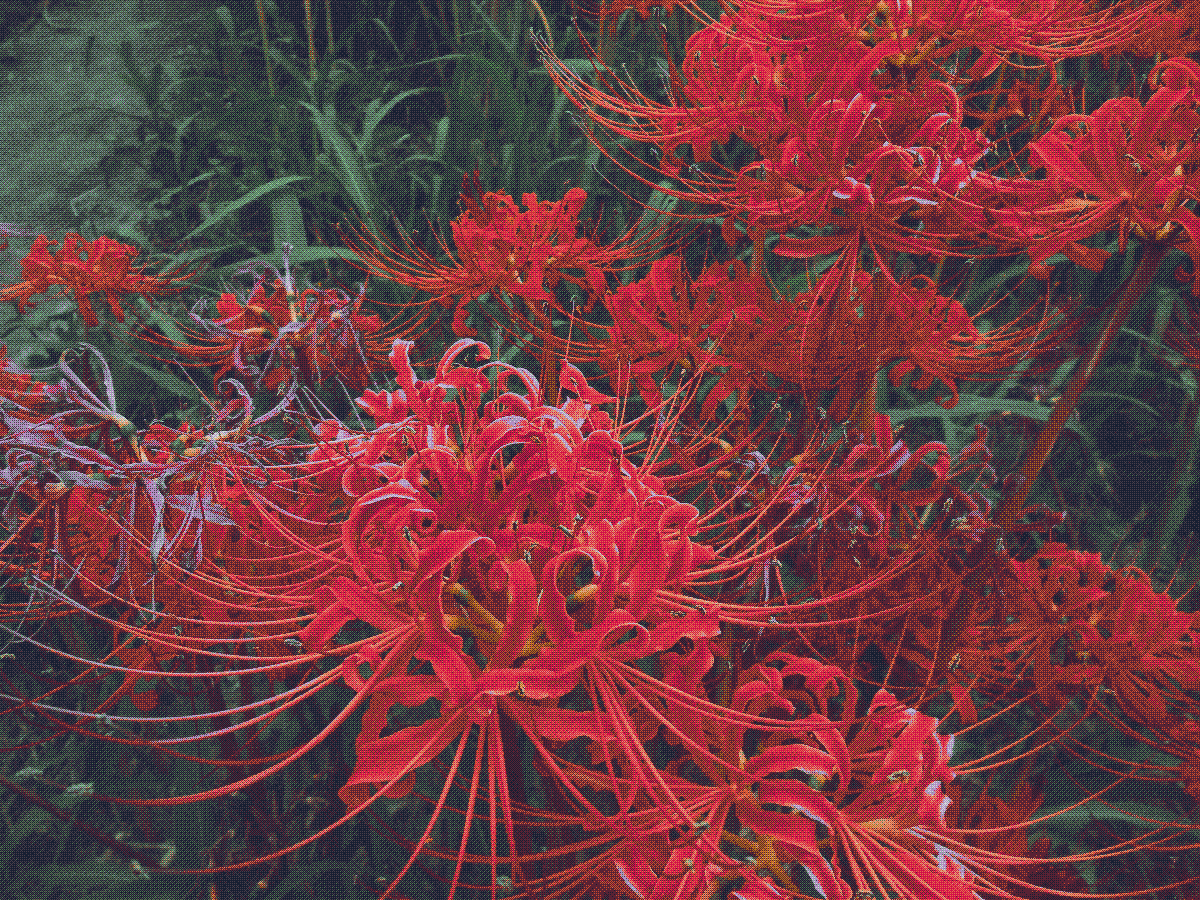 dithered photo of red spider lilies