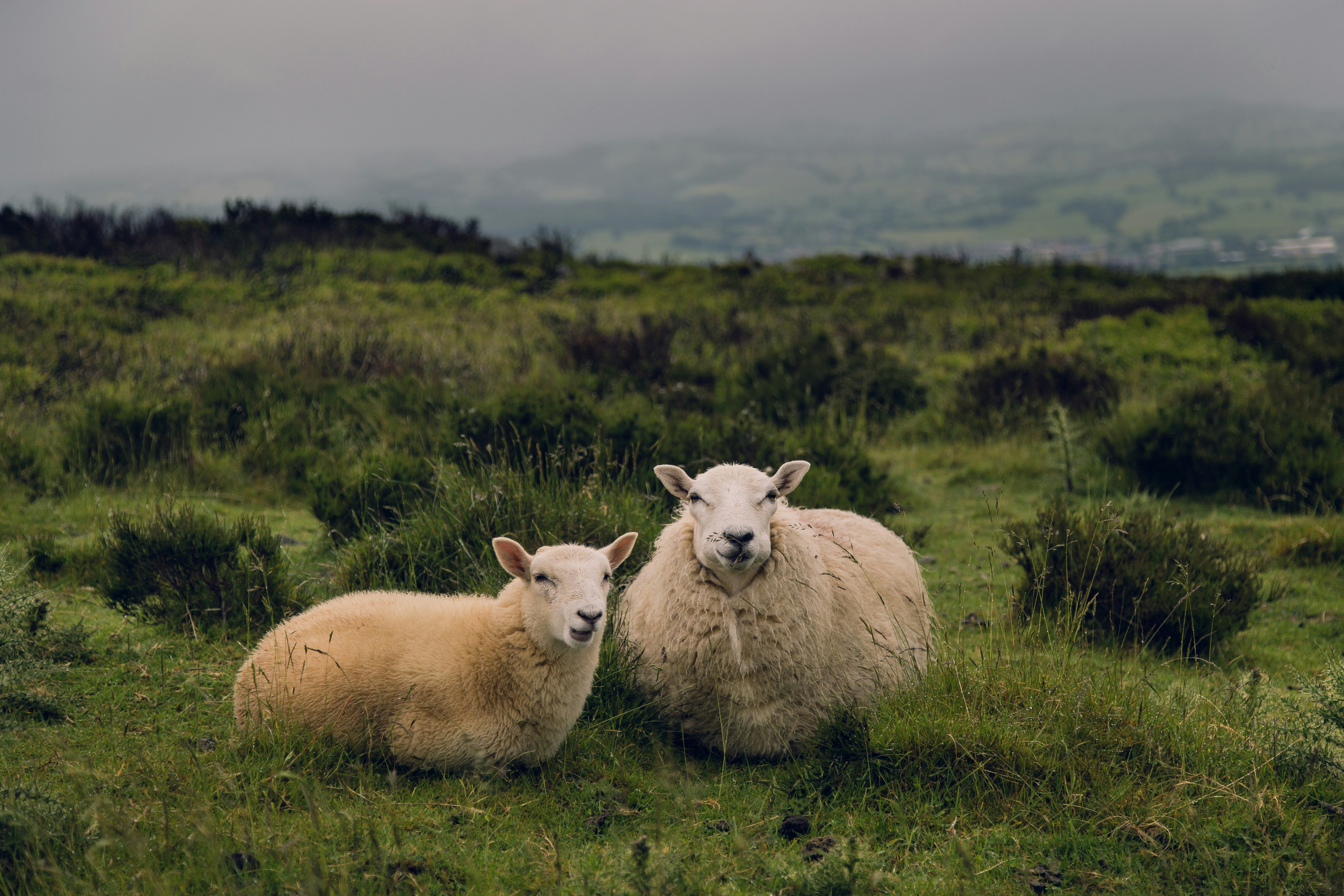 lambs laying in a field