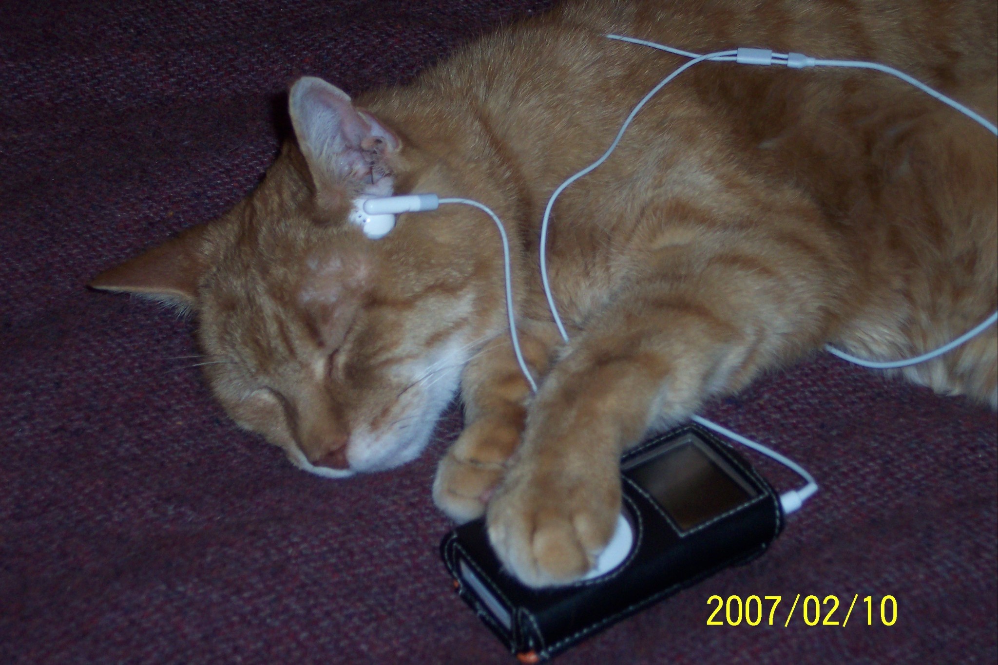 orange tabby cat sleeping with earbuds in and one paw on an ipod