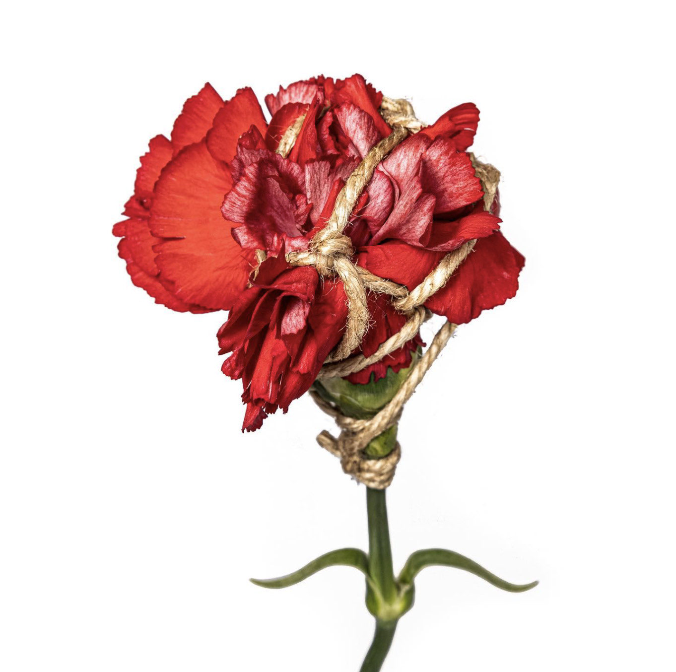 picture of a red carnation bound with rope