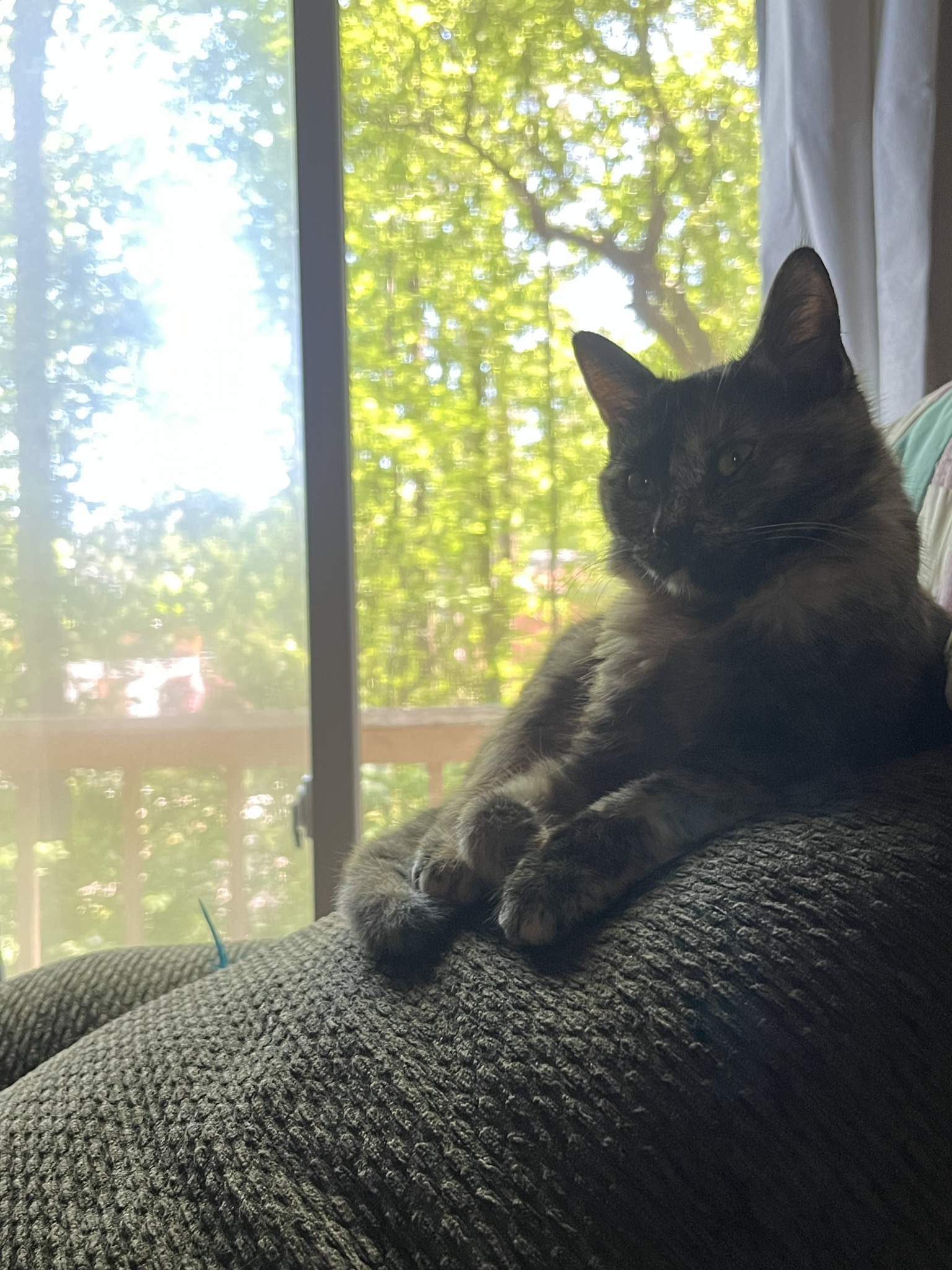 A photo of Bug in front of a window.